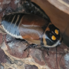 Blatte-insecte-Lucihormetica verrucosa-JeroMantis & Co