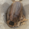 Blatte-insecte-Blaberus discoidalis-JeroMantis & Co