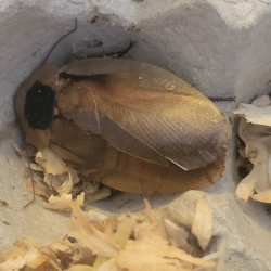 Blatte-insecte-Blaberus discoidalis-JeroMantis & Co