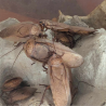 Blatte-insecte-Rhyparobia maderae gold-JeroMantis & Co