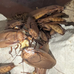 Blatte-insecte-Rhyparobia maderae gold-JeroMantis & Co