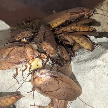 Blatte-insecte-Rhyparobia maderae gold-JeroMantis & Co