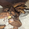 Blatte-insecte-Rhyparobia maderae gold-JeroMantis & Co