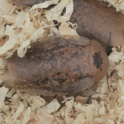 Blatte poivre-insecte-Achrimandrita tesselata-JeroMantis & Co