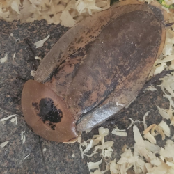 Blatte poivre-insecte-Achrimandrita tesselata-JeroMantis & Co