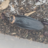 Blatte-insecte-Periplaneta americana black-JeroMantis & Co