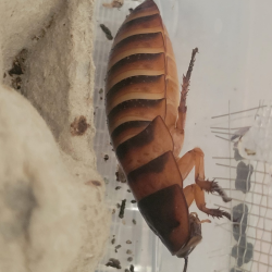 Blatte halloween-insecte-Elliptorhina laevigta-JeroMantis & Co