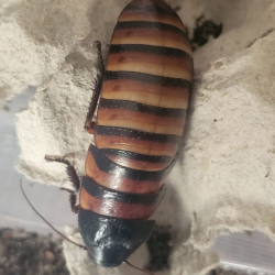 Blatte halloween-insecte-Elliptorhina laevigta-JeroMantis & Co