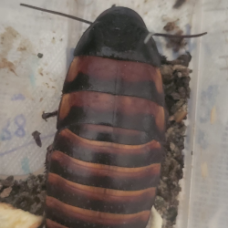 Blatte halloween-insecte-Elliptorhina laevigta-JeroMantis & Co