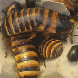 Blatte halloween-insecte-Elliptorhina javanica-JeroMantis & Co