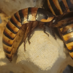 Blatte halloween-insecte-Elliptorhina javanica-JeroMantis & Co