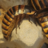 Blatte halloween-insecte-Elliptorhina javanica-JeroMantis & Co
