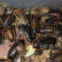 Blatte-insecte-Blatte dubia-JeroMantis & Co