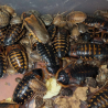 Blatte-insecte-Blatte dubia-JeroMantis & Co