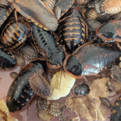 Blatte-insecte-Blatte dubia-JeroMantis & Co