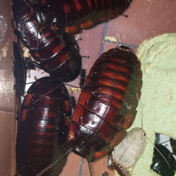 Blatte-insecte-Aeluropoda insignis-JeroMantis & Co