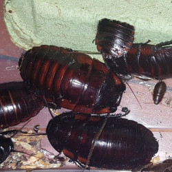Blatte-insecte-Aeluropoda insignis-JeroMantis & Co