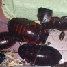 Blatte-insecte-Aeluropoda insignis-JeroMantis & Co