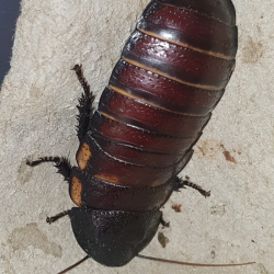 Blatte geante-insecte-Gromphadorhina oblongonata-JeroMantis & Co