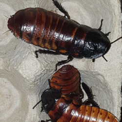 Blatte-insecte-Gromphadorhina portentosa-JeroMantis & Co