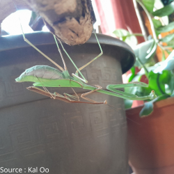 Mante-insecte-Phasmomantella sp Vietnam-JeroMantis & Co