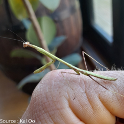 Mante-insecte-Phasmomantella sp Vietnam-JeroMantis & Co