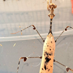 Mante cryptique-insecte-Sibylla pretiosa-JeroMantis & Co