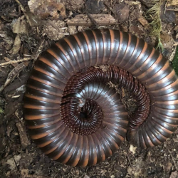 Iule-arthropode-Archispirostreptus gigas-JeroMantis & Co