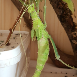 Phasme-insecte phasme dilaté-Heteropterix dilatata-JeroMantis & Co