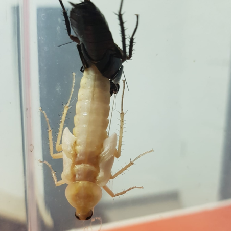 Blatte-insecte-Periplaneta americana black-JeroMantis & Co