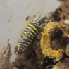 Isopode-crustacé 100% terrestre-Armadillidium maculatum zebra yellow chocolate-JeroMantis & Co