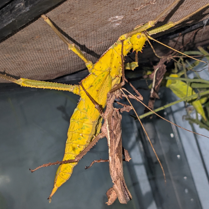 Heteropterix dilatata souche jaune