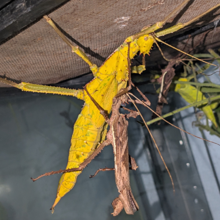 Heteropterix dilatata souche jaune