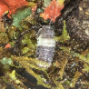 Isopode-crustacé 100% terrestre-Cubaris sp panda king-JeroMantis & Co