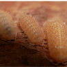 Isopode-crustacé 100% terrestre-Cristarmadillidium muricatum-JeroMantis & Co