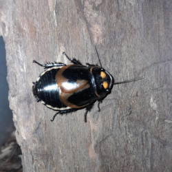 Blatte-insecte-Lucihormetica verrucosa-JeroMantis & Co