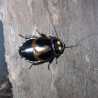 Blatte-insecte-Lucihormetica verrucosa-JeroMantis & Co