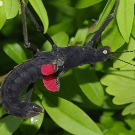 Phasme-insecte-phasme du perou-Peruphasma schultei red wings