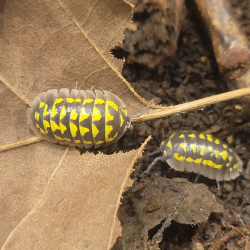 Isopode-crustacé 100% terrestre-Armadillidium gestroi-JeroMantis & Co