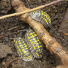 Isopode-crustacé 100% terrestre-Armadillidium gestroi-JeroMantis & Co