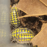 Isopode-crustacé 100% terrestre-Armadillidium gestroi-JeroMantis & Co