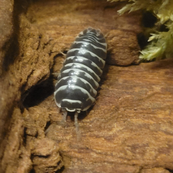 Isopode-crustacé 100% terrestre-Armadillidium maculatum zebra yellow chocolate-JeroMantis & Co