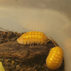 Isopode-crustacé 100% terrestre-Armadillidium granulatum naranjito-JeroMantis & Co
