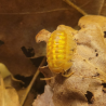Isopode-crustacé 100% terrestre-Armadillidium granulatum naranjito-JeroMantis & Co