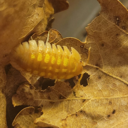 Isopode-crustacé 100% terrestre-Armadillidium granulatum naranjito-JeroMantis & Co