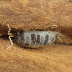 Isopode-crustacé 100% terrestre-Porcellio laevis dairy cow-JeroMantis & Co