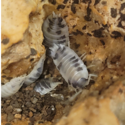 Isopode-crustacé 100% terrestre-Porcellio laevis dairy cow-JeroMantis & Co