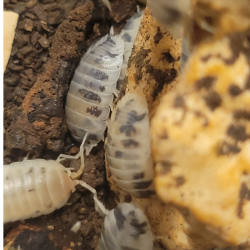 Isopode-crustacé 100% terrestre-Porcellio laevis dairy cow-JeroMantis & Co