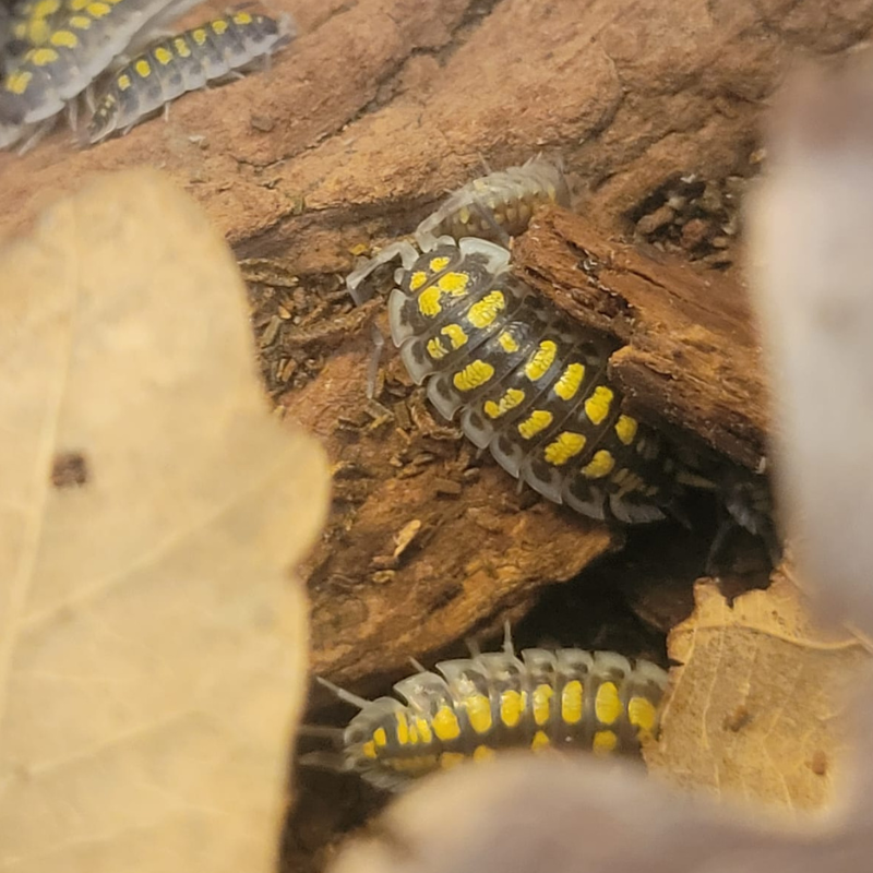Isopode-crustacé 100% terrestre-Porcellio haasi hight yellow-JeroMantis & Co Isopode-crustacé 100% terrestre-Porcellio haasi hight yellow-JeroMantis & Co