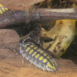 Isopode-crustacé 100% terrestre-Porcellio haasi hight yellow-JeroMantis & Co